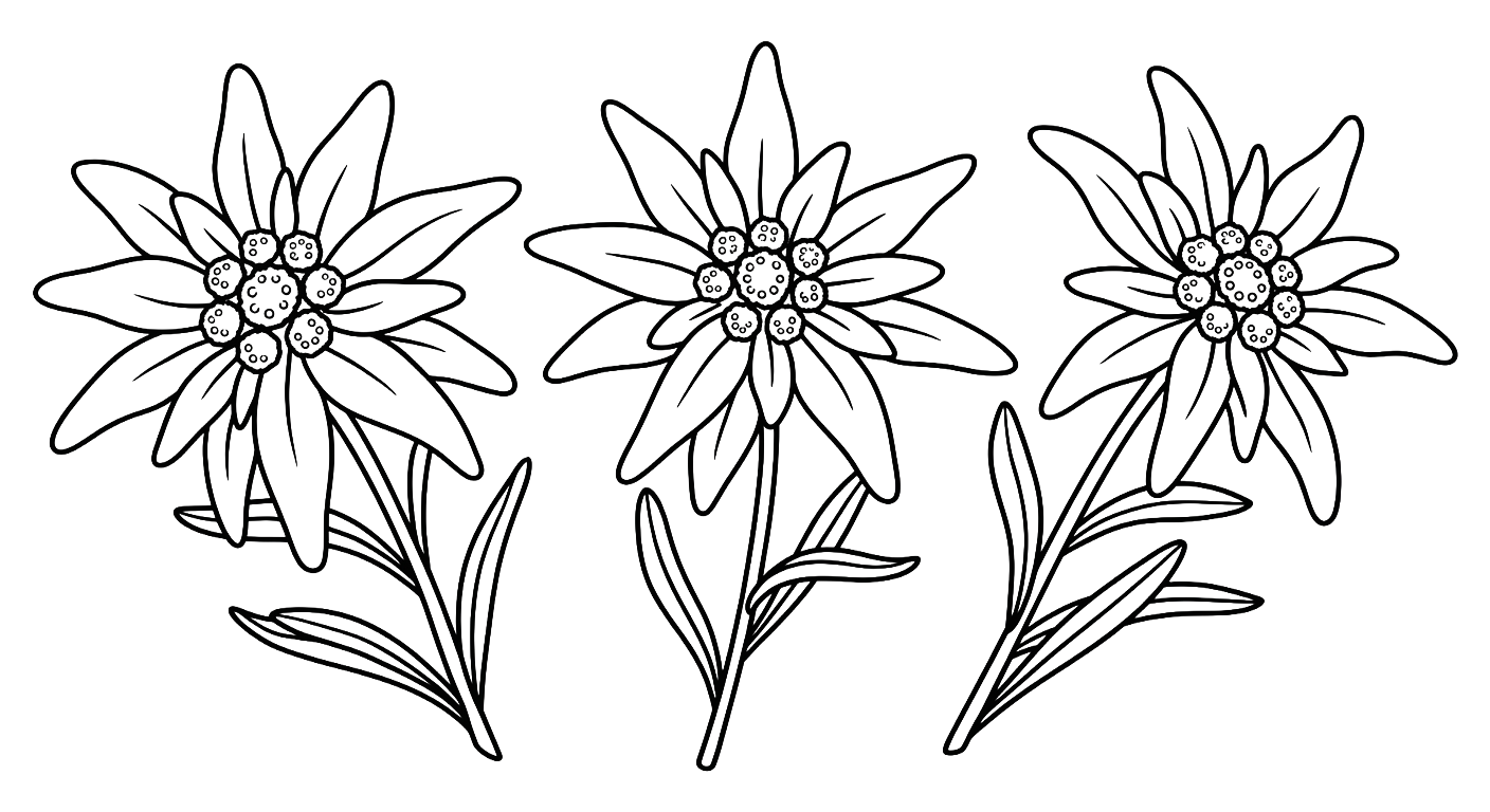 Stella Alpina — handmade candle illustration, Dolomites Glow